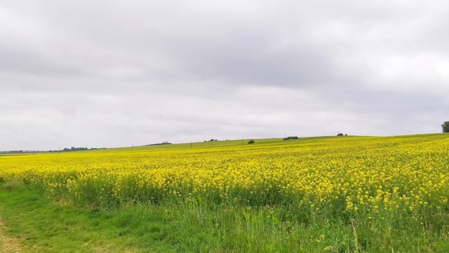 ドイツの田舎町菜の花畑