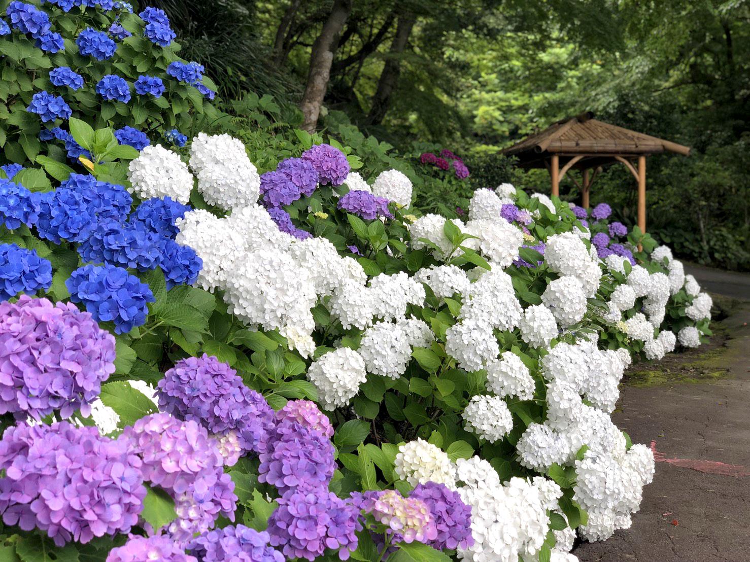 雨に濡れる紫陽花