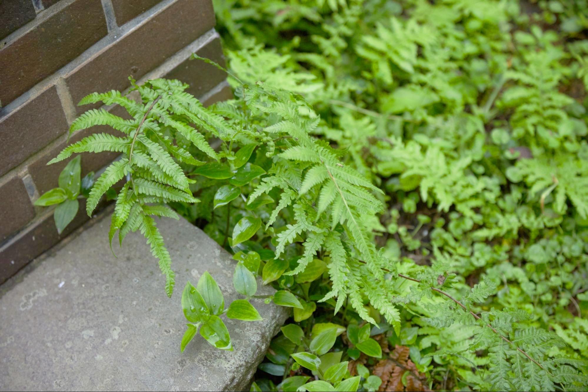 雨に濡れて鮮やかになる緑