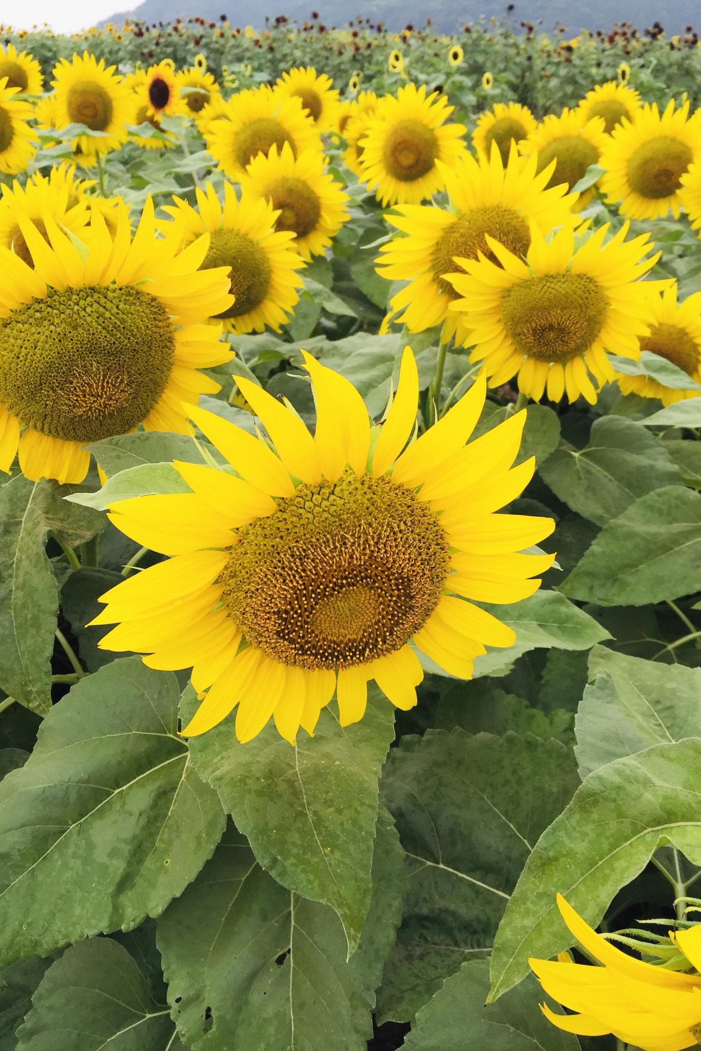 夏の象徴のひまわり
