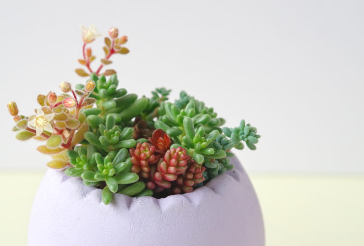 和のお花アレンジの会 ”chamie chamie flower”主宰・佐藤いづみ先生「多肉植物のアレンジメント」