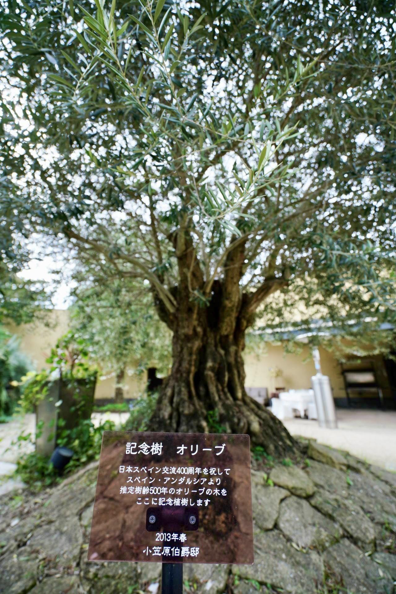 幹回り3メートルはありそうなオリーブの古木