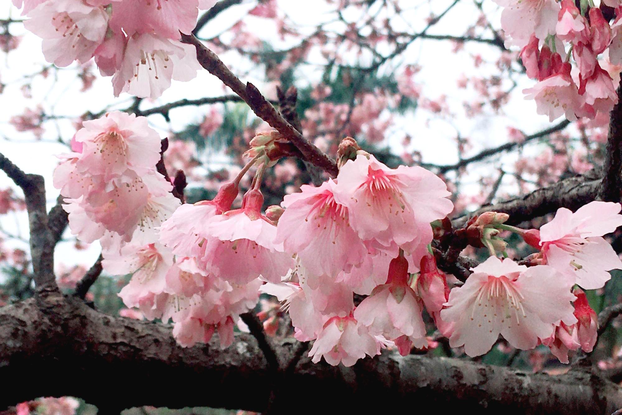 すでに桜が咲いていました