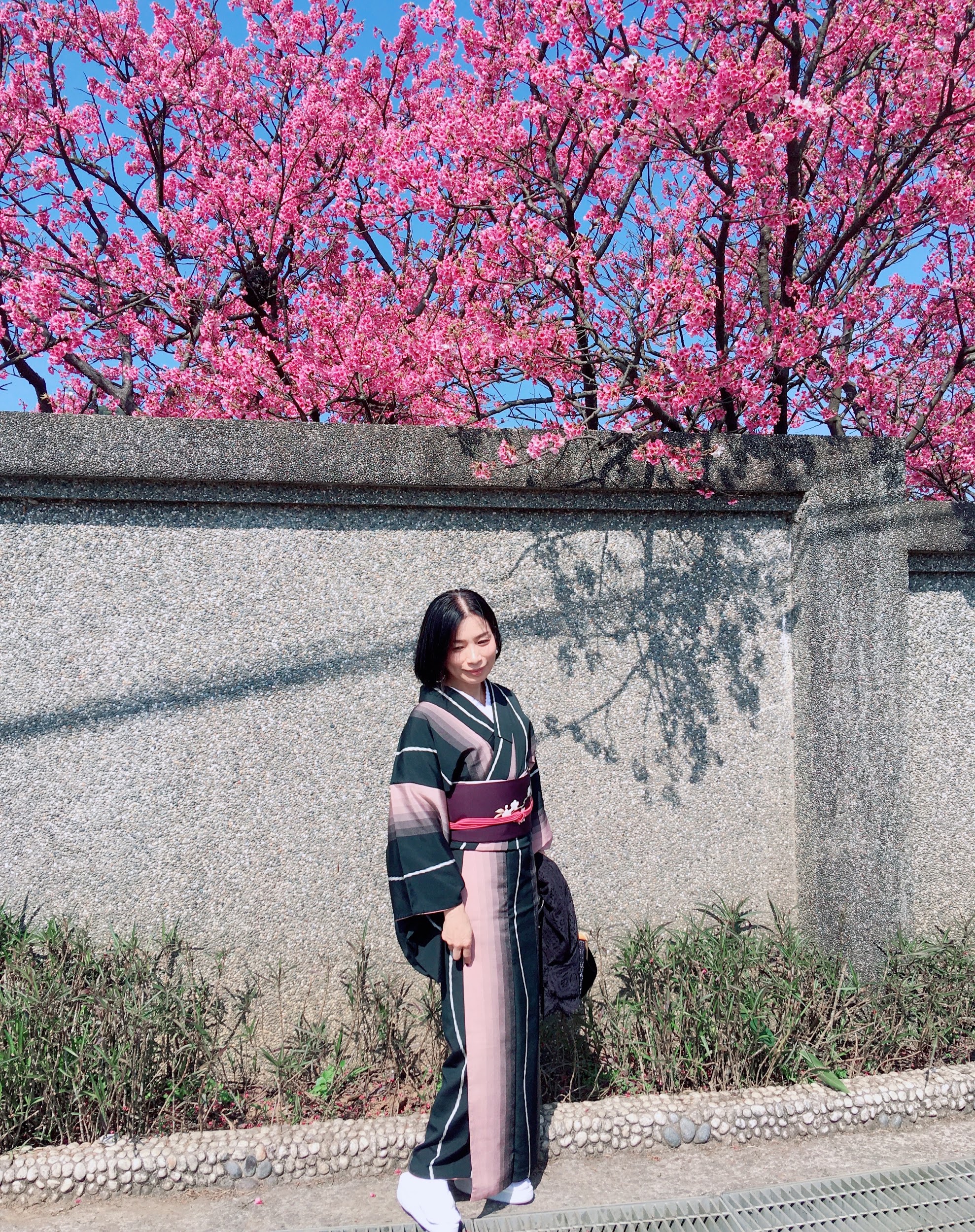 桜とピンクの小紋写真