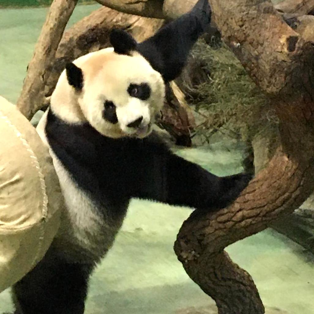 圓寶（ユエンバオ）のお母さんパンダ