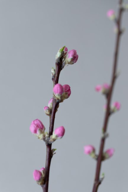 桃の節句 女性らしく活ける桃のいけばな 嵯峨御流 はじめましょう 花であそぶ節句 Vol 1 着物 和 京都に関する情報ならきものと 桃の節句 女性らしく活ける桃のいけばな 嵯峨御流 はじめましょう 花であそぶ節句 Vol 1 着物 和 京都に関する情報ならきものと