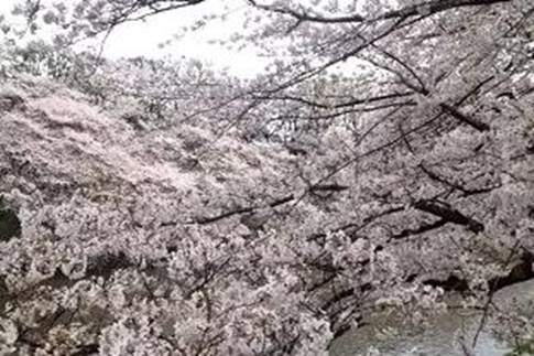 千鳥ヶ淵の桜