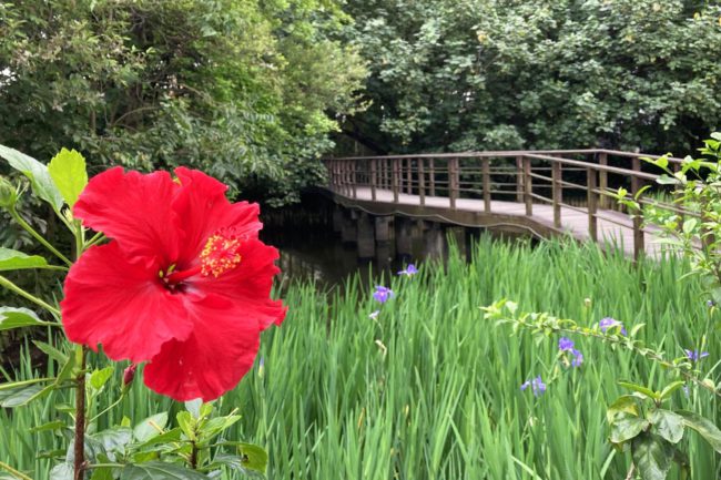 桜が散った台湾では菖蒲や紫陽花が咲き始めていました。