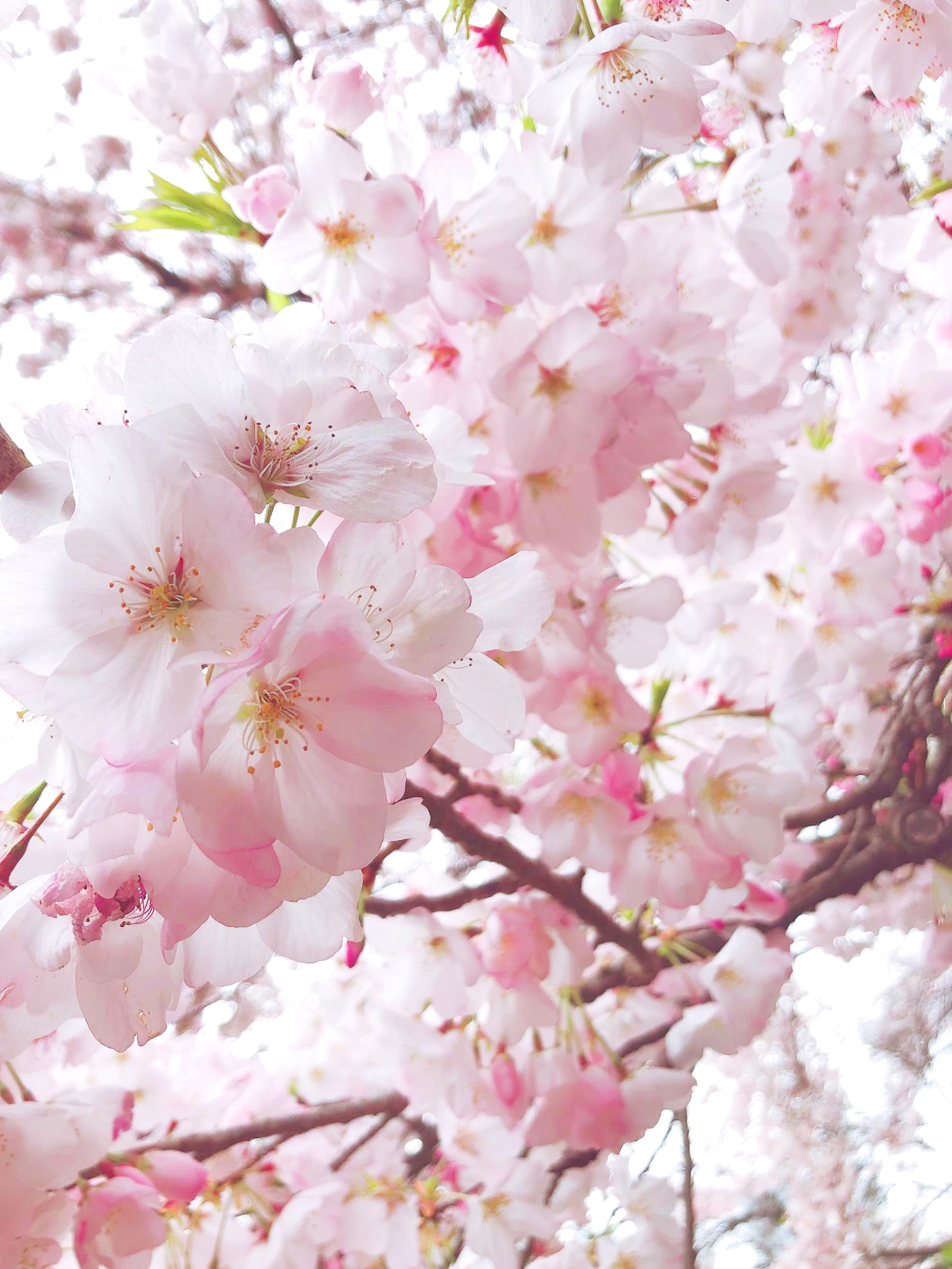 桜 短歌 百人一首 桜 短歌 百人一首