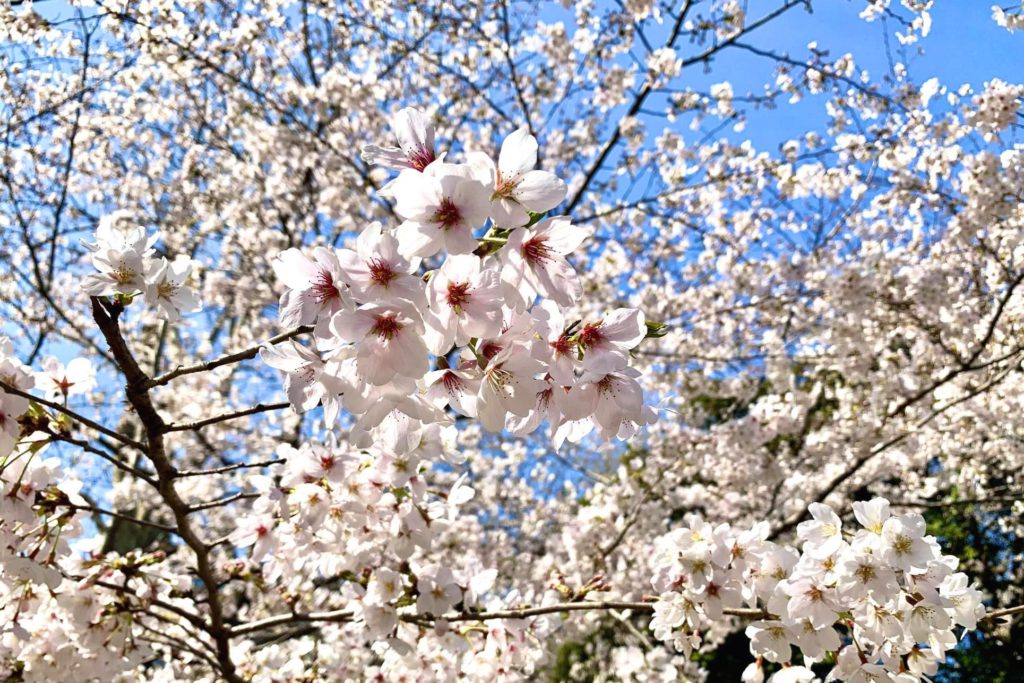 桜咲く 春香るディナー てんぷら 近藤 あの人と 着物でごはん食べ Vol 6 最終回 着物 和 京都に関する情報ならきものと 桜咲く 春香るディナー てんぷら 近藤 あの人と 着物でごはん食べ Vol 6 最終回 着物 和 京都に関する情報ならきものと