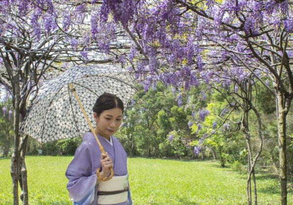 藤の花