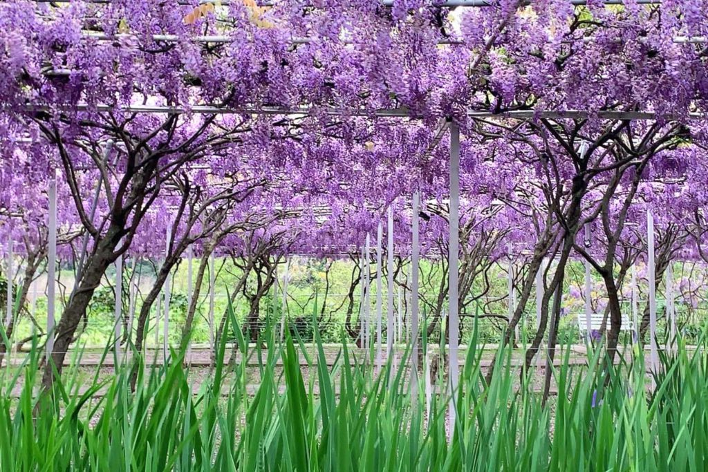 駆け足で過ぎる！花いっぱいの台湾の春 「台湾きものスタイル考