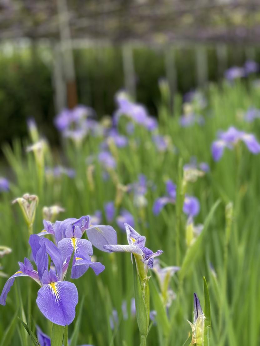 駆け足で過ぎる！花いっぱいの台湾の春 「台湾きものスタイル考
