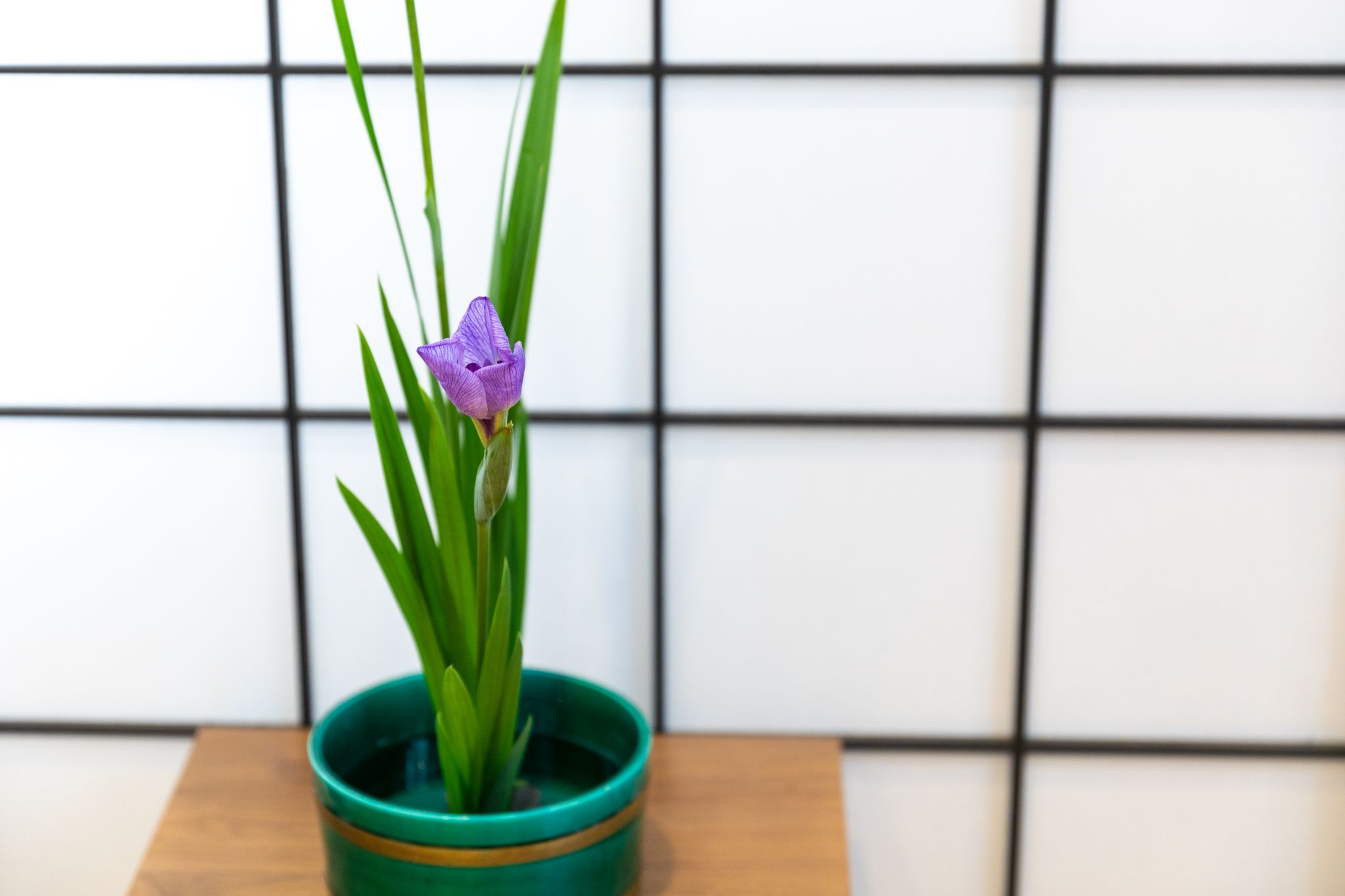 ”端午の節句(菖蒲の節句)” 刀を思わせる葉で邪気払い – 嵯峨御流「はじめましょう 花であそぶ節句」vol.2