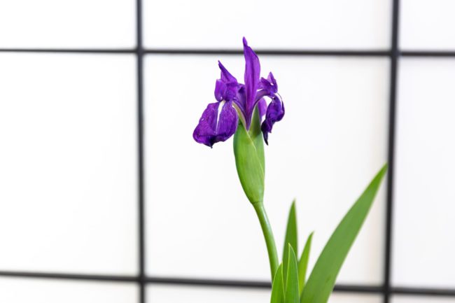 端午の節句 菖蒲の節句 刀を思わせる葉で邪気払い 嵯峨御流 はじめましょう 花であそぶ節句 Vol 2 着物 和 京都に関する情報ならきものと