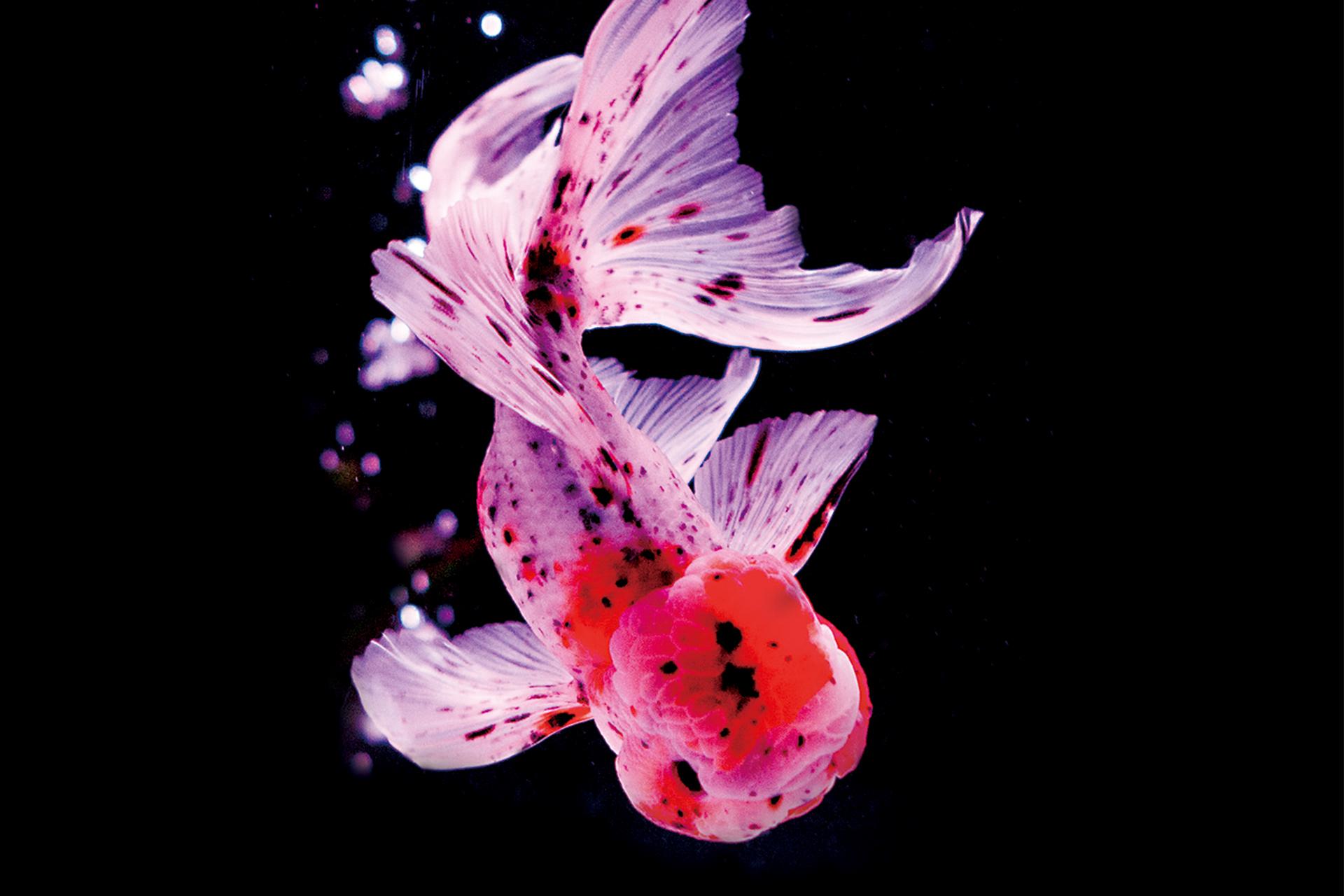 日本橋 アートアクアリウム美術館 金魚が泳ぐ四季折々の空間で味わう 非日常 着物 和 京都に関する情報ならきものと