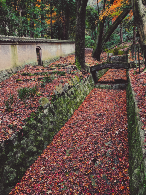 月心寺の散り紅葉