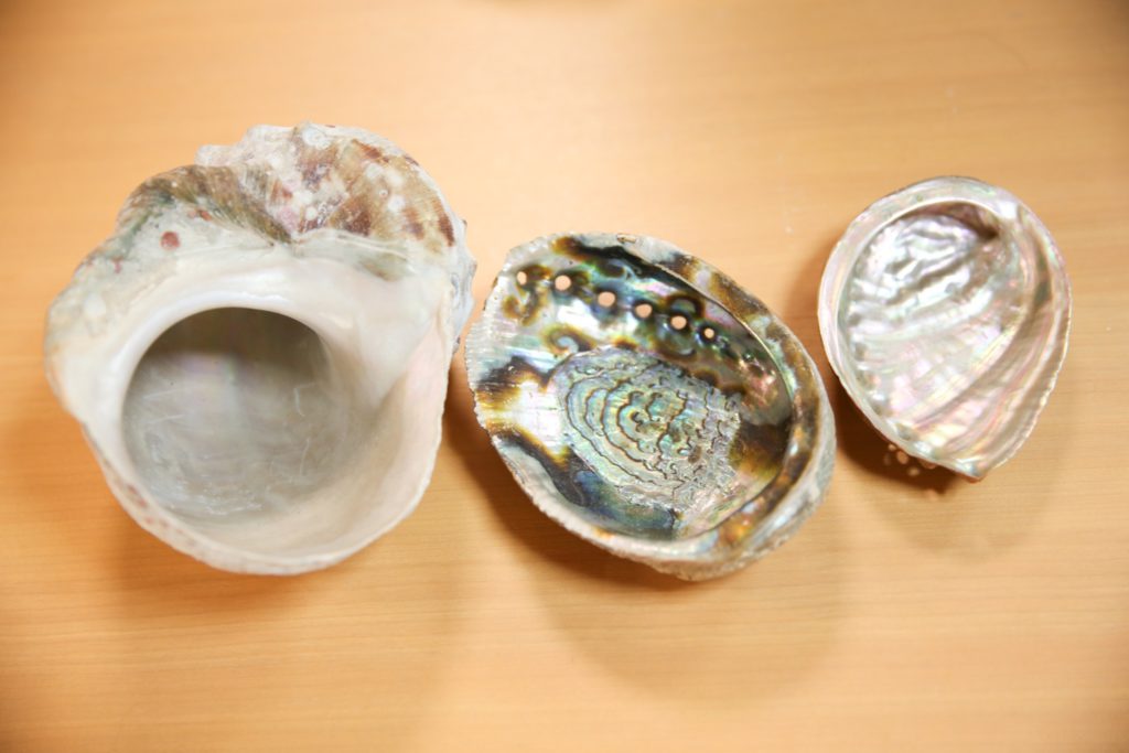左:夜光貝、真中：外国産の鮑貝、右：国産の鮑貝)左:夜光貝、真中：外国産の鮑貝、右：国産の鮑貝
