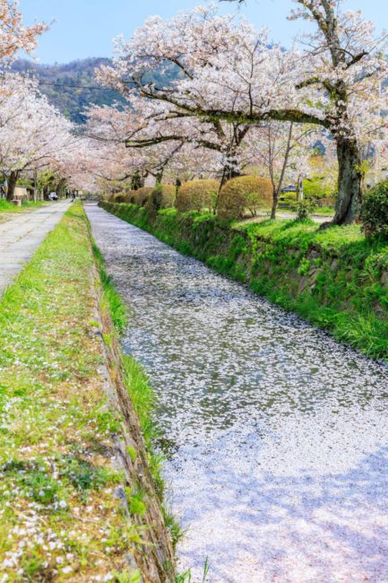 哲学の道・花筏