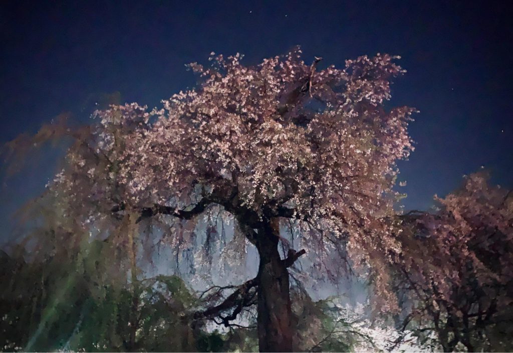円山公園枝垂れ桜