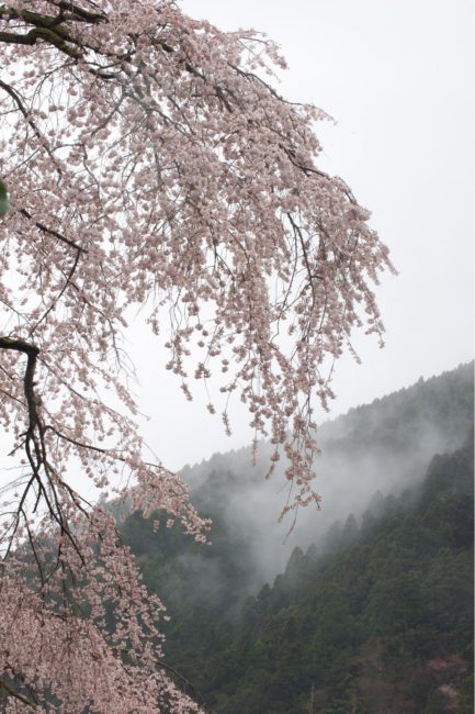 朧雲と枝垂れ桜
