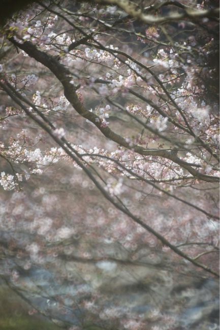 桜Part2