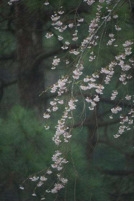 枝垂れ桜と朧月夜