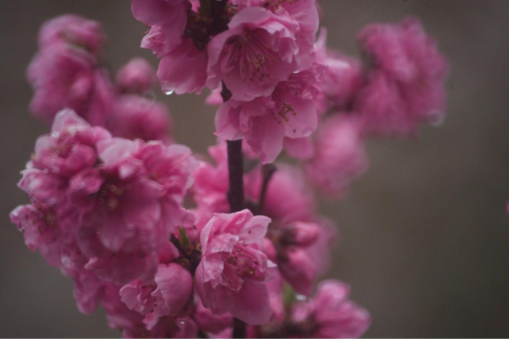 朝露に濡れる桜