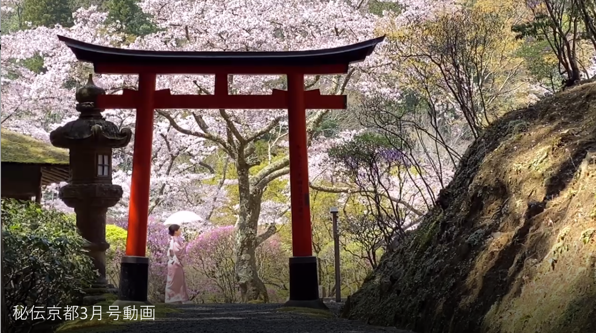 桜の秘めごとと もののあはれ Junko Sophieの秘伝京都 Vol 11 Junko Sophie S Hidden Kyoto 潤子索菲的私密京都 Le Kyoto Secret De Junko Sophie 着物 和 京都に関する情報ならきものと