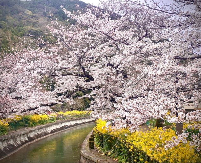 山科疏水の桜と菜の花