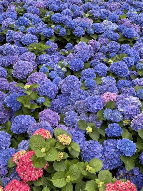 紫陽花