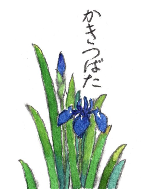 皐月の文様　杜若