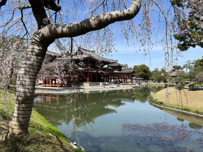 平等院と名残りの桜