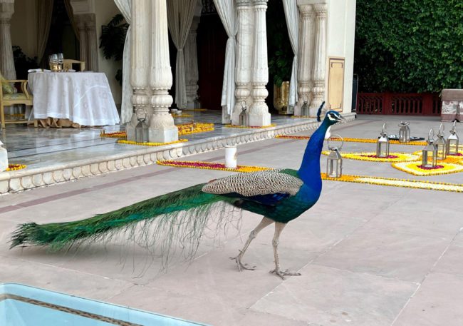 Peacock at Paace