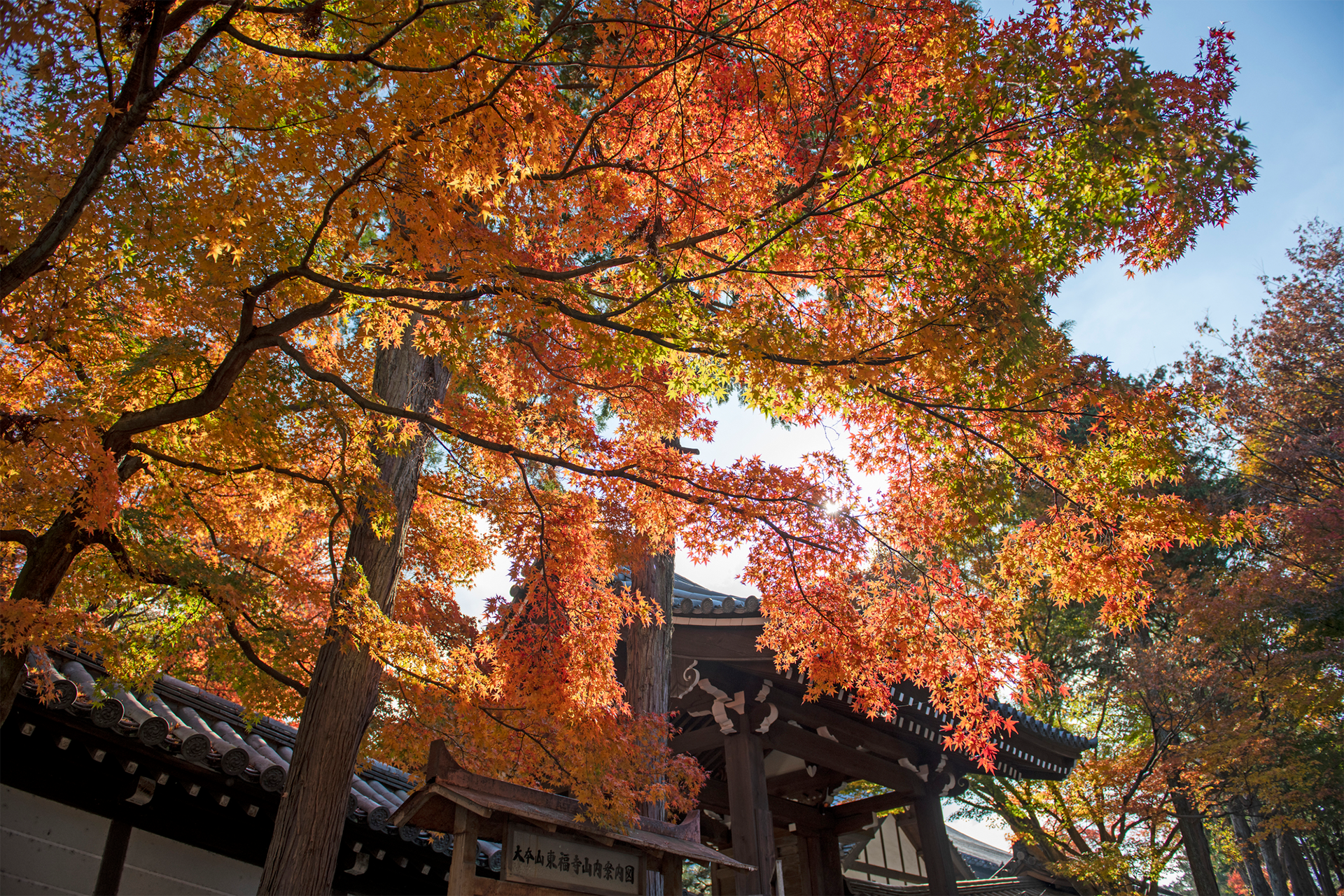 東福寺周辺の紅葉が綺麗な定番観光地3選!着物を着て巡りたいおすすめスポット!