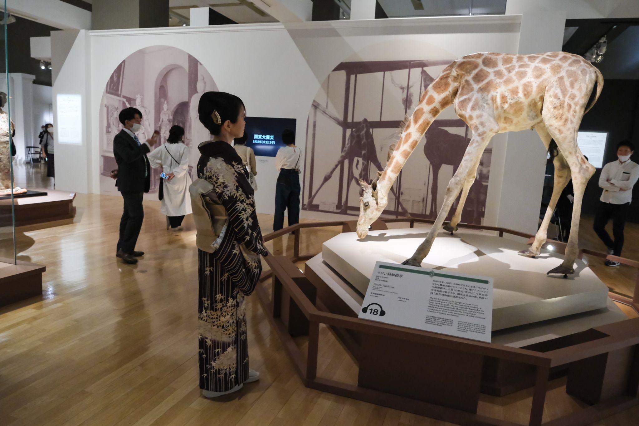 キリン剝製標本　明治41年（1908） 国立科学博物館蔵