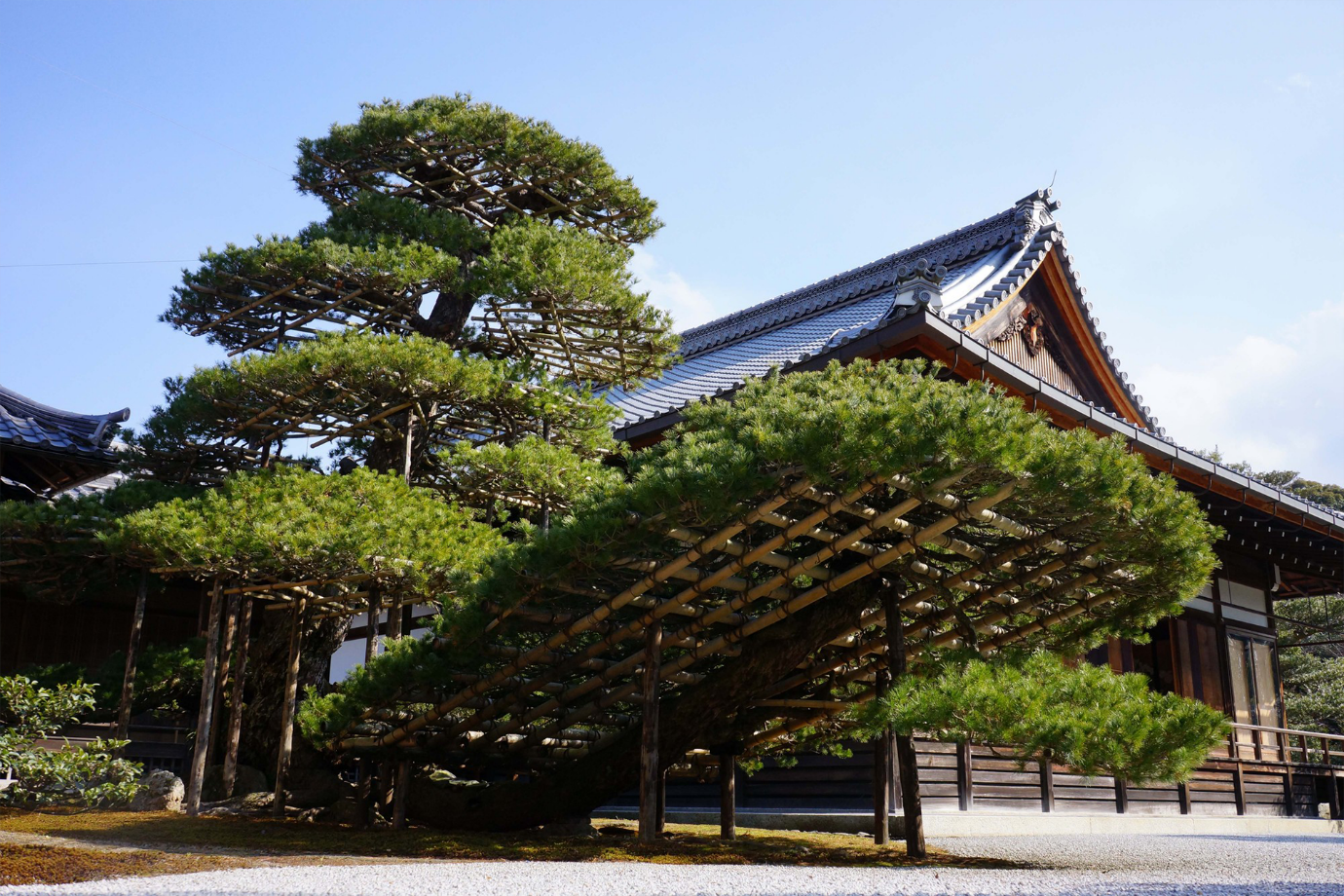 金閣寺の見どころ　陸舟の松