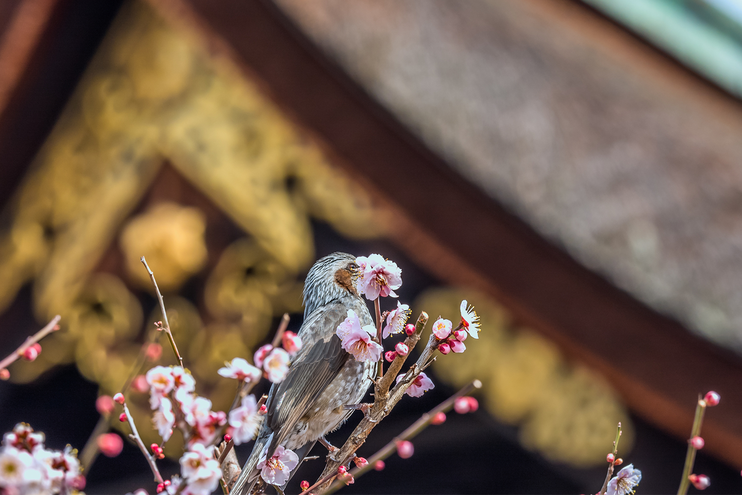 北野天満宮の少し怖い話