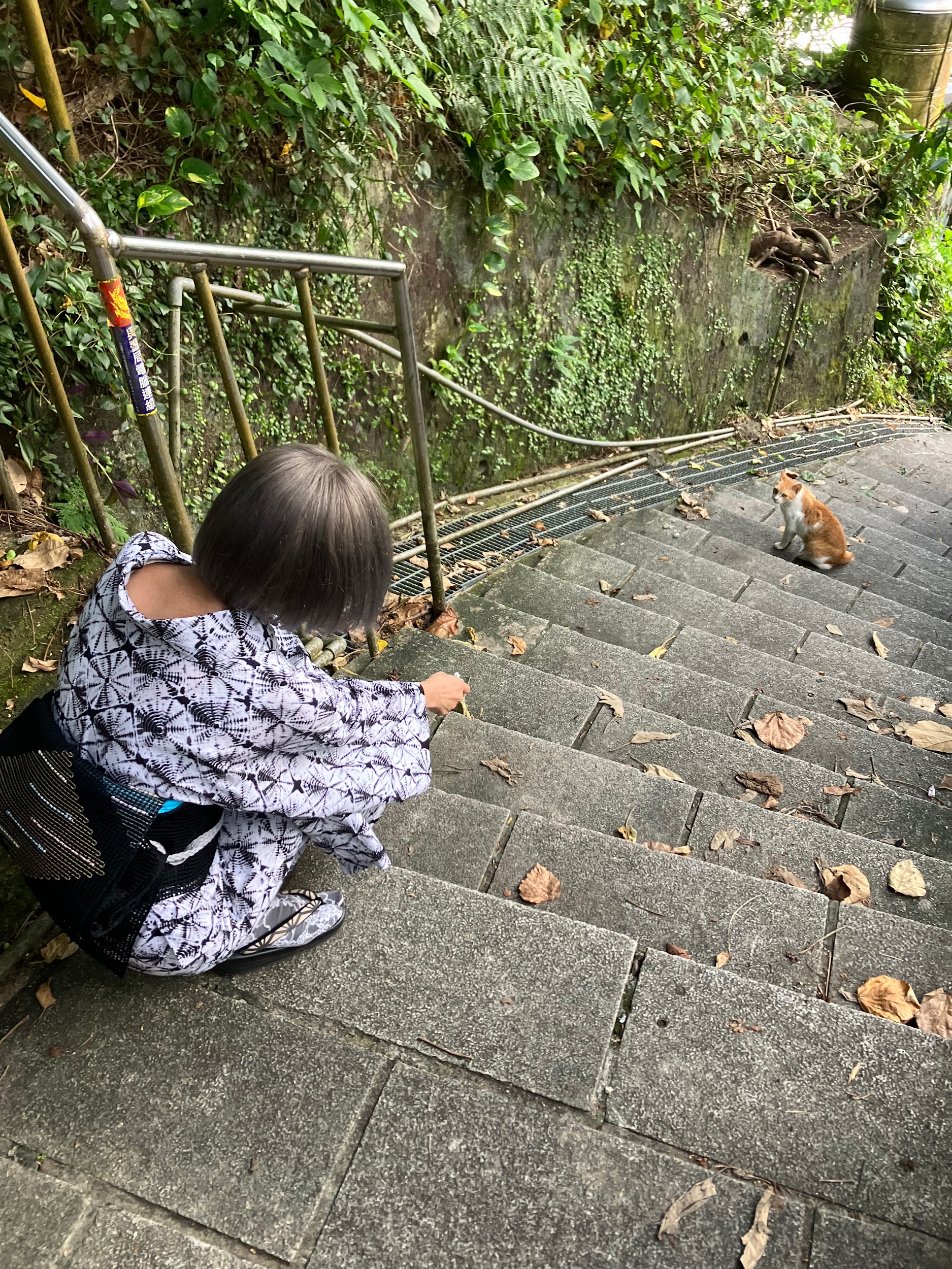 普子さんとねこ
