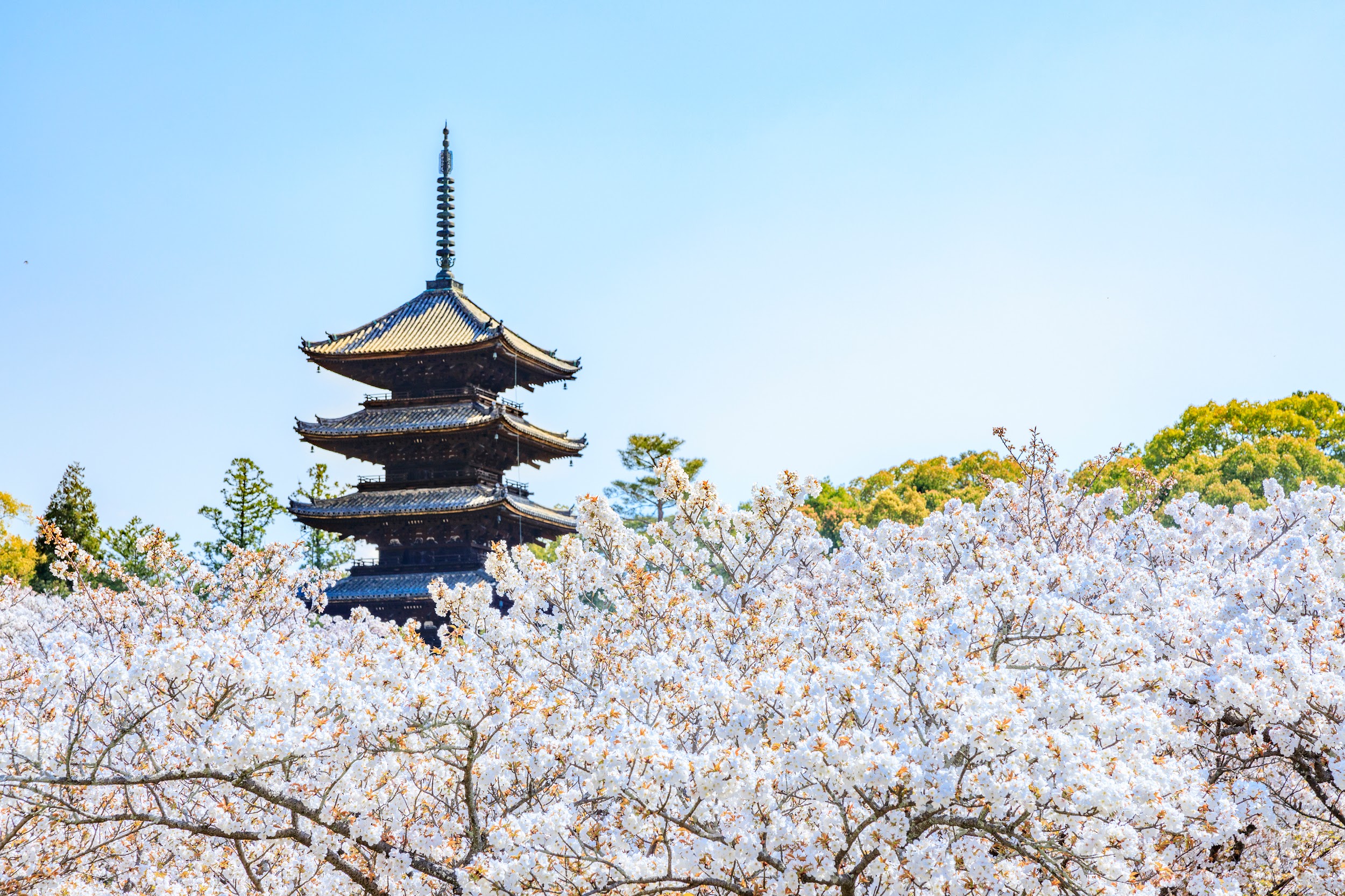仁和寺の見どころは? 「金堂」や遅咲きの「御室桜」、周辺スポットも解説