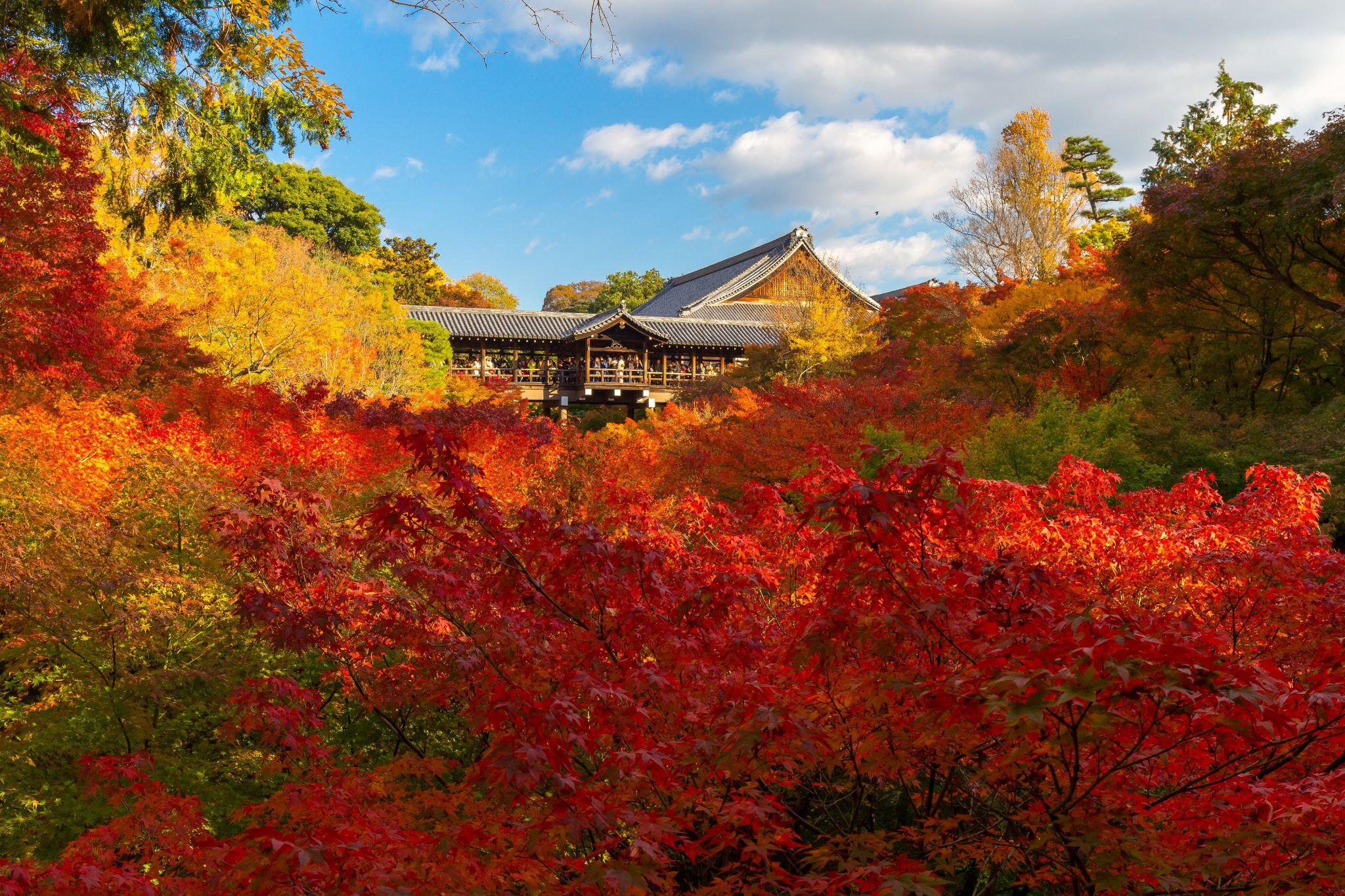 東福寺の見どころとは? アートと自然が織りなす隠れた名所。周辺おすすめスポットも併せて解説