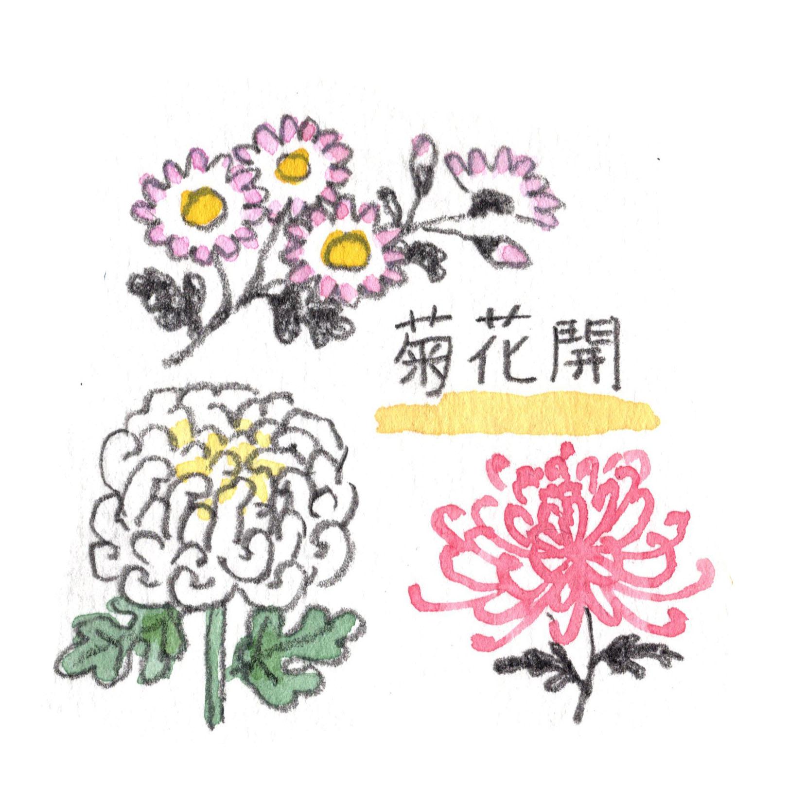 菊花開