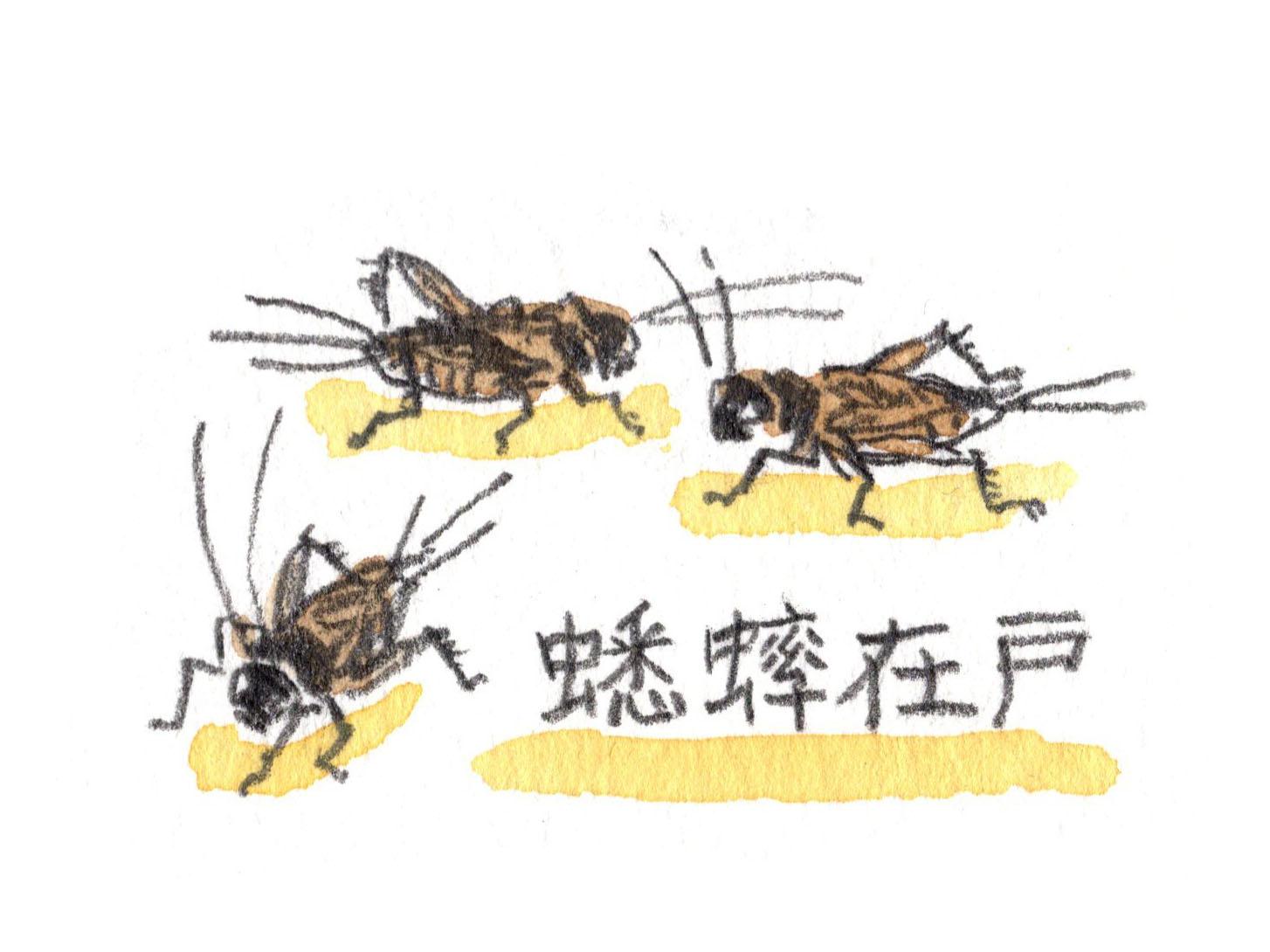 蟋蟀在戸