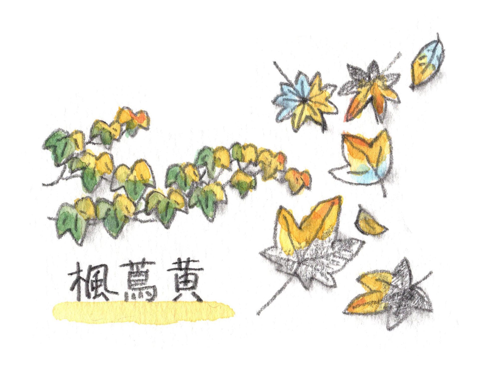 楓蔦黄