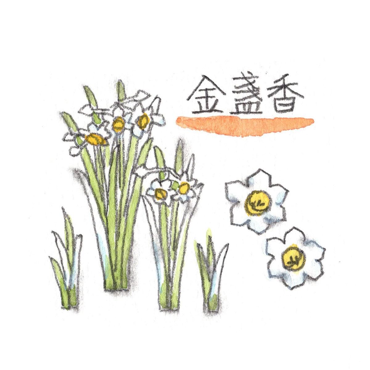 金盞香