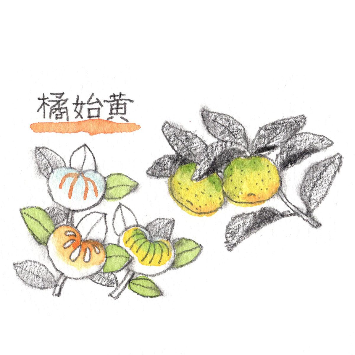 橘始黄
