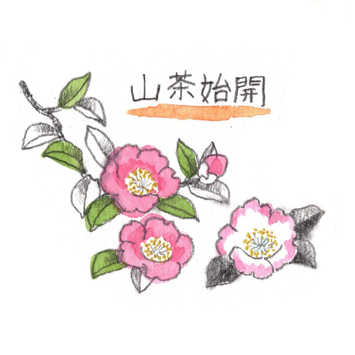 山茶始開