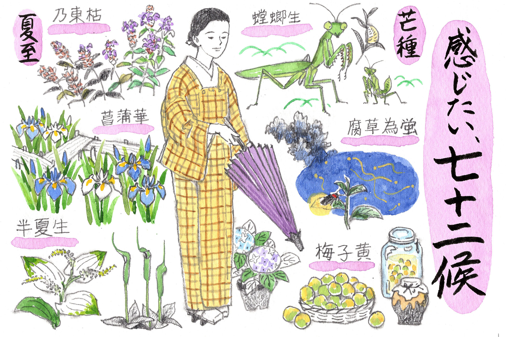 仲夏の候 ―芒種から夏至 「感じたい、七十二候」vol.11