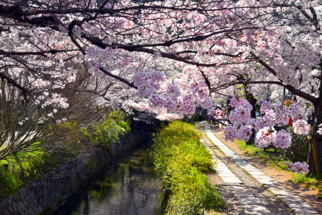 桜01