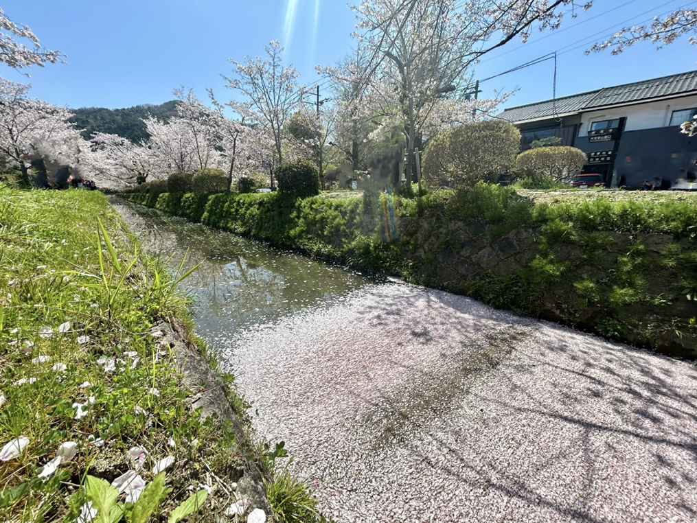 白沙村荘 橋本関雪記念館のすぐ近くで亜由子さんが出会った可憐な花筏の風景
